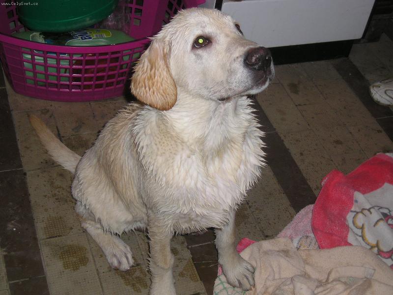 Foto: Damij�nek po koupeli