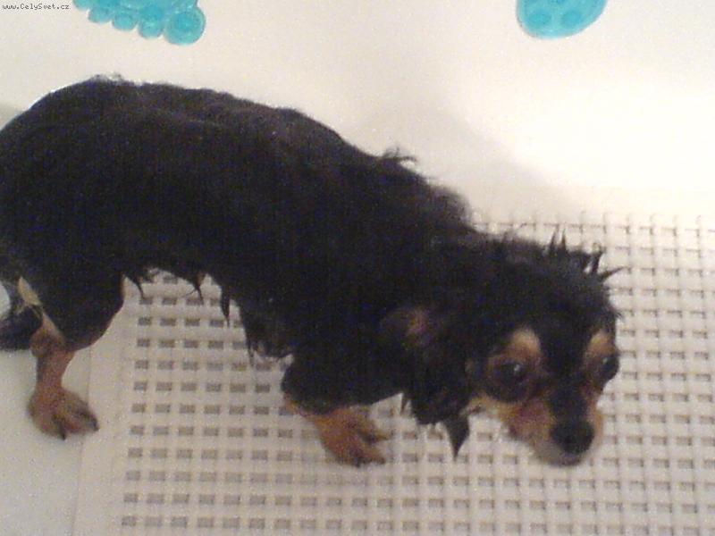 Foto: Baxik, seznamte se:-)