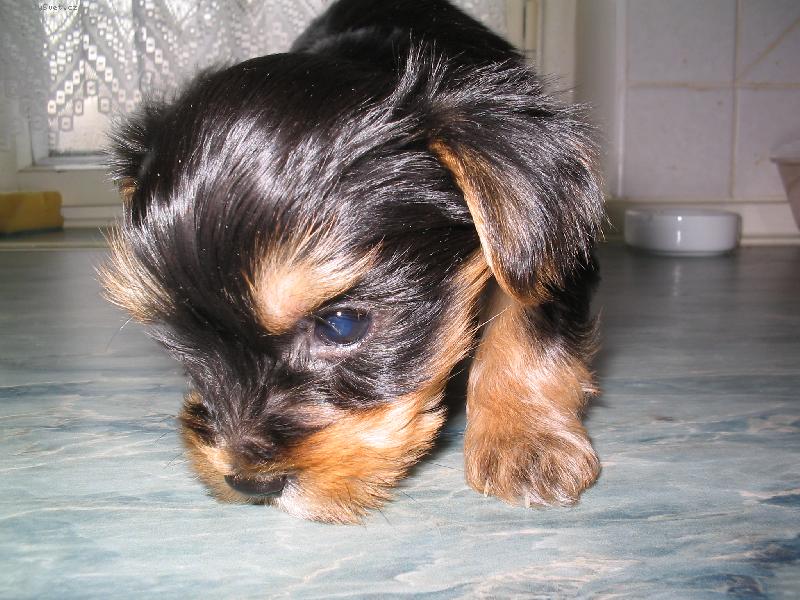 Foto: �t���tko Kikinka - �st� nad Labem-�t���tko Kikinka - �st� nad Labem