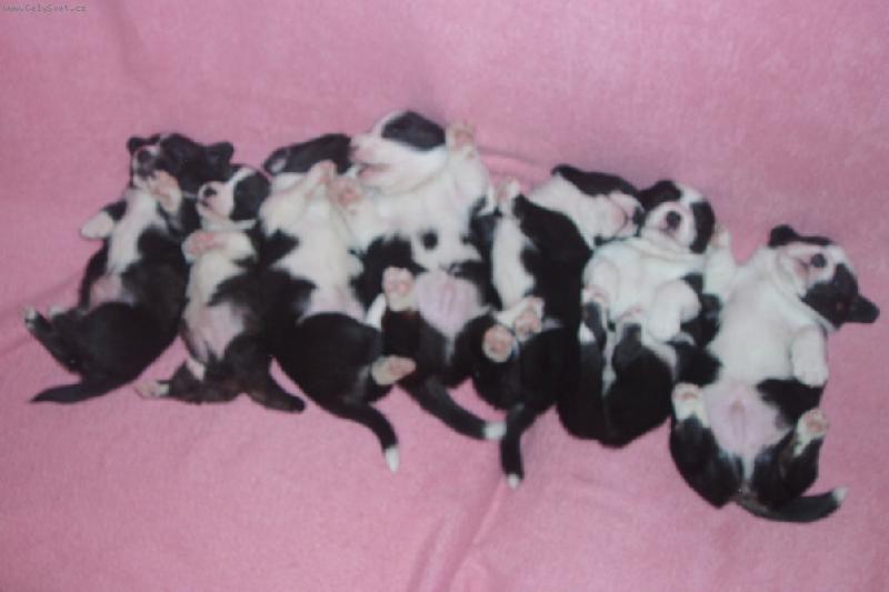 Foto: �t�niska-super