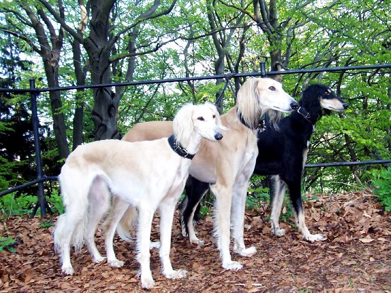 Foto: barevn� variace-Babetka, Tam�r, Alfa