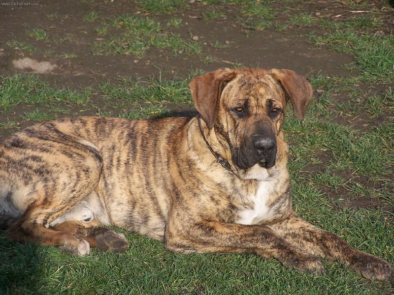 Foto: Fid�k-9mes�c�