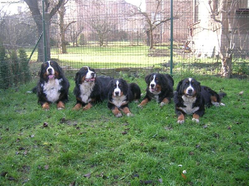 Foto: Astor Polepsk� �dol� a jeho p��tel�-Astor (7 m�s�c�) s kamar�dy na \"mikul�sk� bes�dce\"