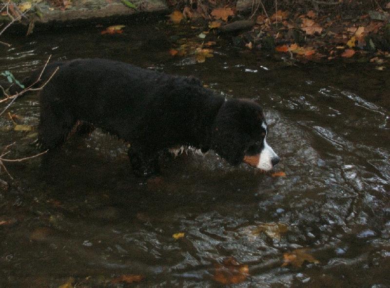 Foto: Astor Polepsk� �dol�-N�v�t�va rodn� vesni�ky Polepy. Astor 5 m�s�c�.