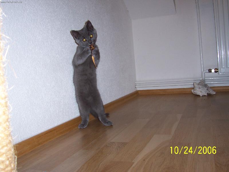 Foto: Matysek-kocour v botach