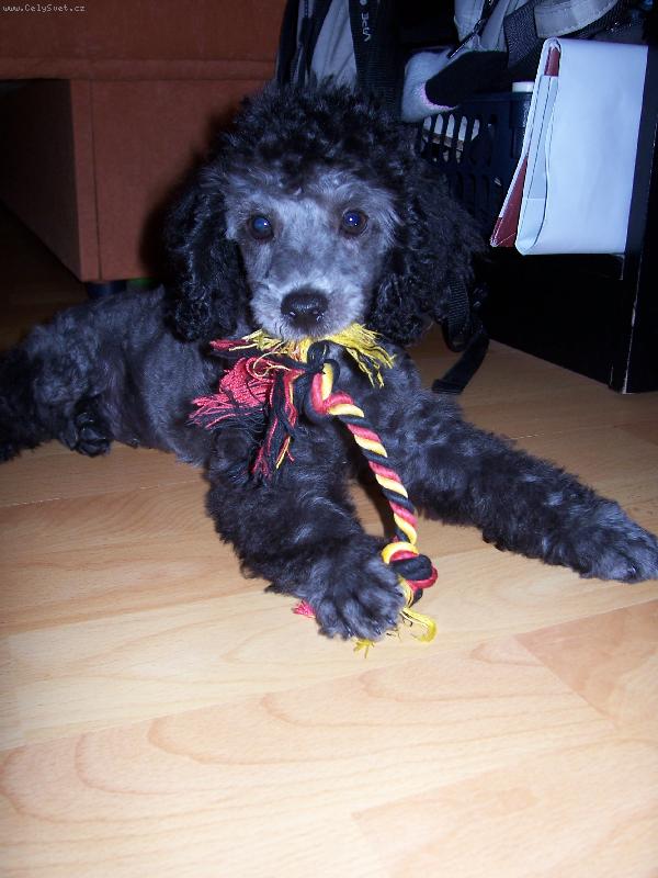 Foto: Oskar z Bene�ova nad Plou�nnic�