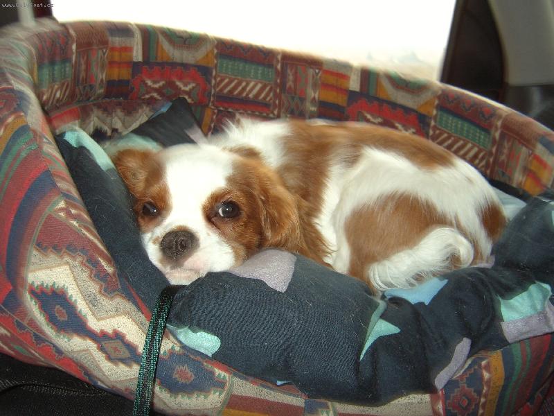 Foto: jiminek-tohle je n� pejsek jim