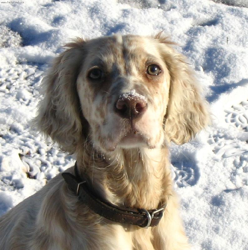 Foto: Frod�k-Frodo z Me�insk� h�jovny