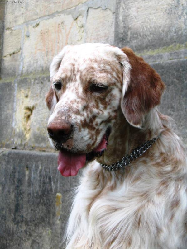 Foto: Frodo z Me�insk� h�jovny-zamy�len�