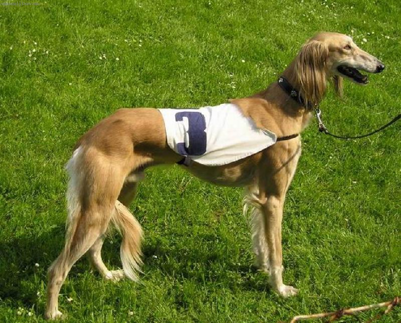 Foto: z�vodn�k-Tamr-H Mazury de Meybeline