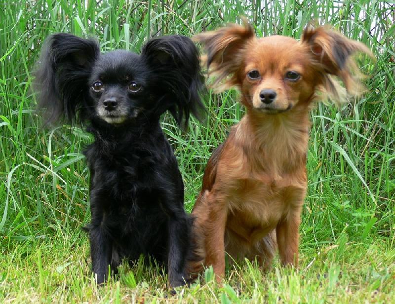 Foto: Rusk� Toy v chovatelsk� stanici ze Zlat� Jalny-Terrynka a Osca Orosca Olpemi