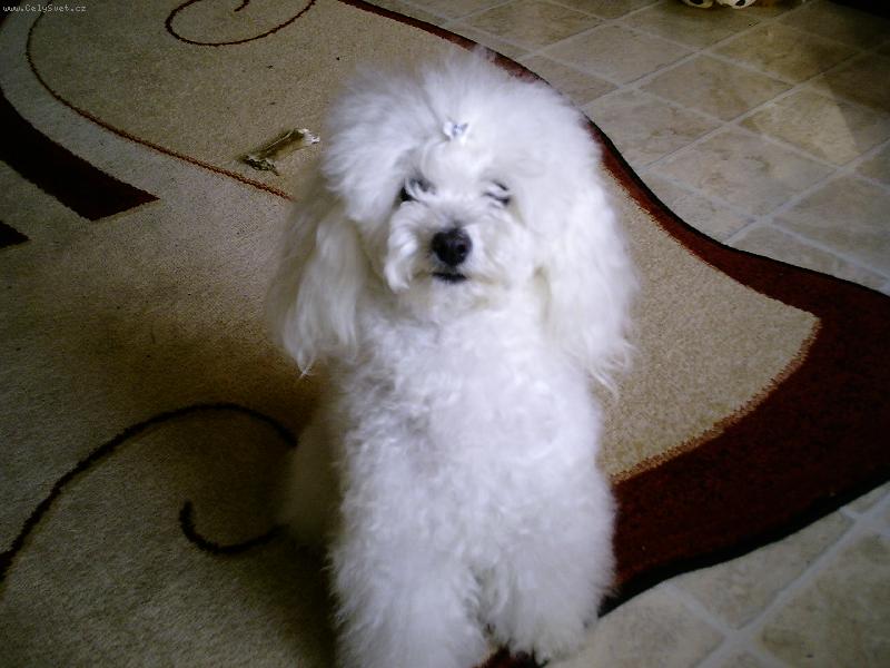 Foto: Na�e zlato-to bylo t�sn� p�ed st��h�n�m.... :o)