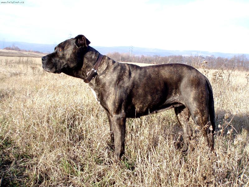 Foto: CINDERELLA ze Stra�ick�ch chalup-zamy�len� ...