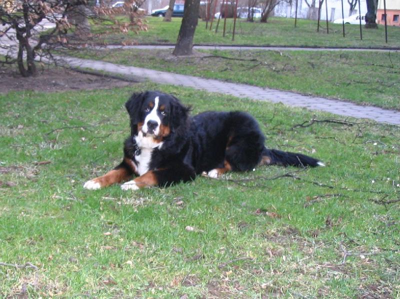 Foto: Astor Polepsk� �dol� - 7 a p�l m�s�ce-Bernsk� sala�nick� pes Astor Polepsk� �dol�