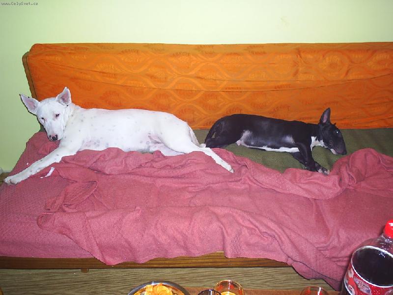 Foto: Danny a Ozzy-Jsem u� se nevleze� :)