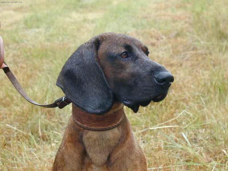 Foto: Carinek...-moje  l�ska :-)