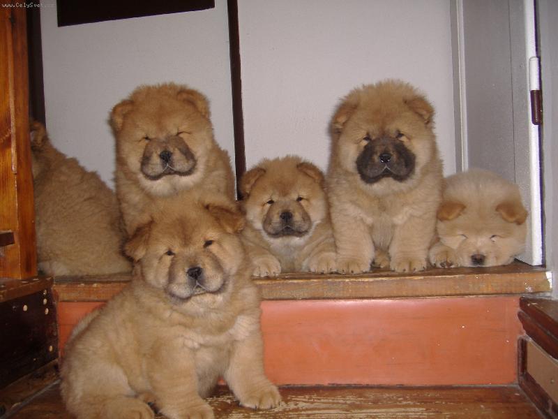 Foto: S Nov�m rokem nov� �t���tka-bylo n�s �est