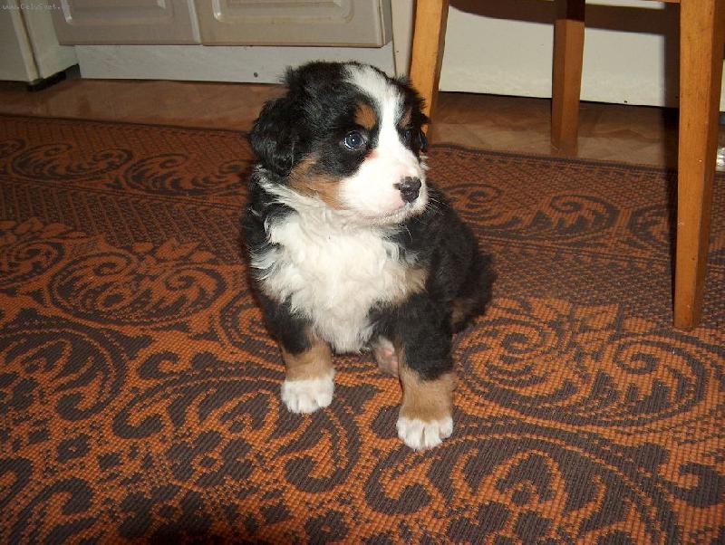 Foto: M�enka-  jako ply�ov�