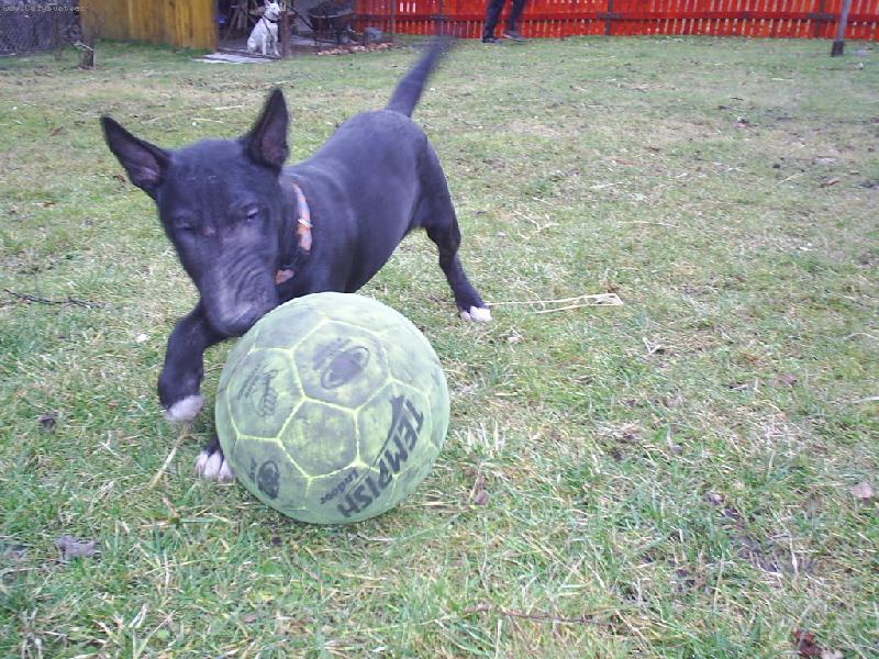 Foto: Ozzy-A� �ije fotbal !!!