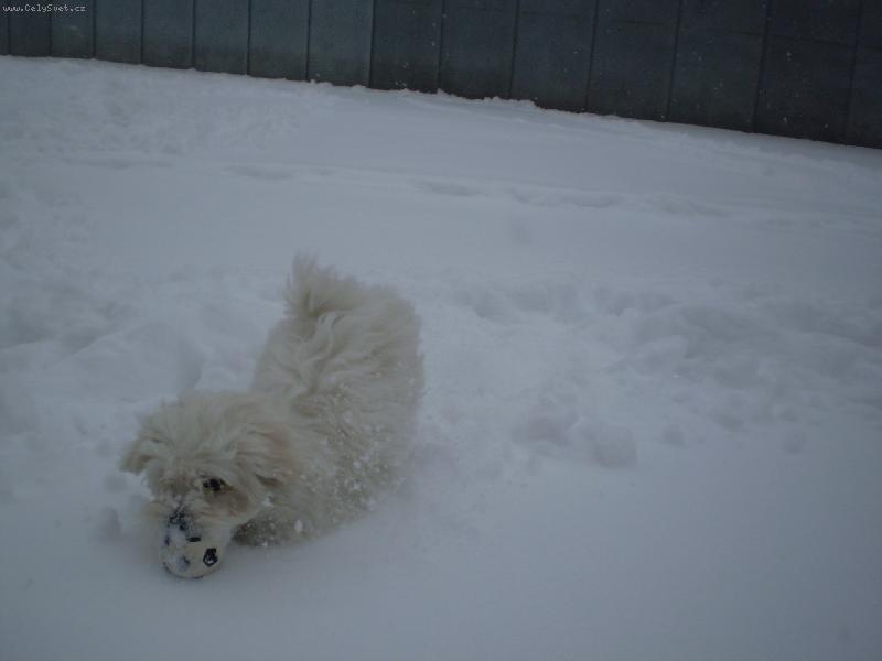 Foto: Monty ve sn�hu-Monty r�d dov�d� ve sn�hu