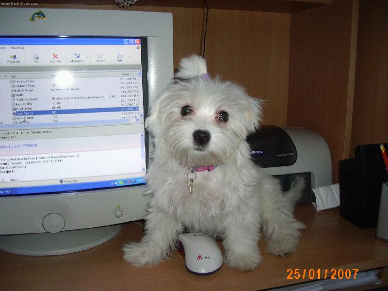 Foto: Kdo je v�t��?J� nebo po��ta� m� pani�ky?-4m�s��n� Aishinka