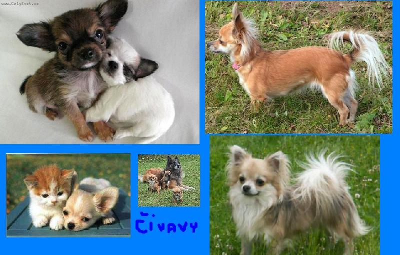 Foto: �ivavy r�j....-jsou opravdu n�dhern�,�e?