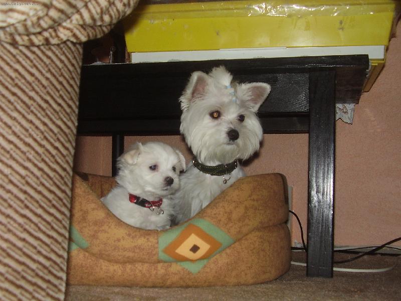 Foto: Mia a Nelly-nase holky to je dvojka