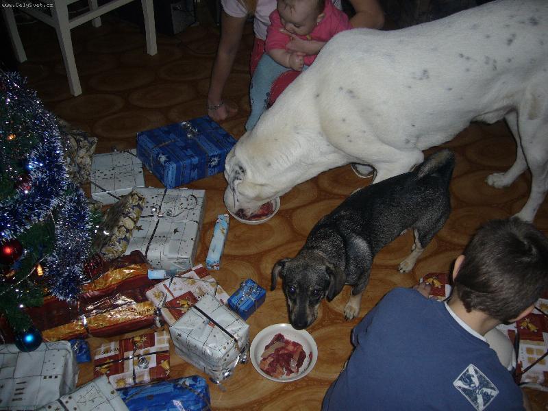 Foto: P�i�el k n�m Je��ek-SAO Pedro a vo��ek Tony u stromku