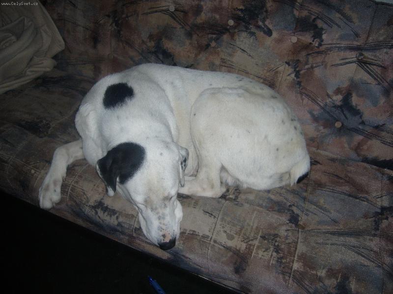 Foto: Pedro gau��k