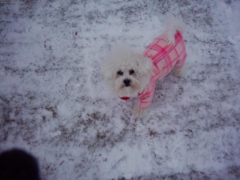 Foto: Jdem si hr�t...-venku bude psina