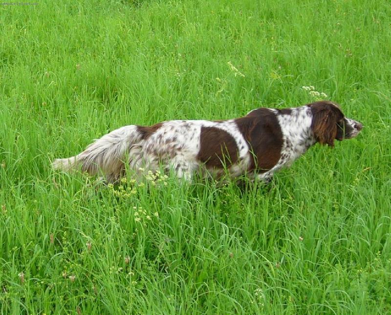 Foto: N�meck� dlouhosrst� oha�-Orka od Hanusky