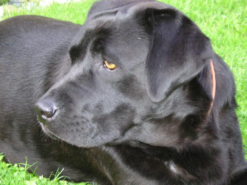 Foto: Bonnie-spokojen� Bonnie