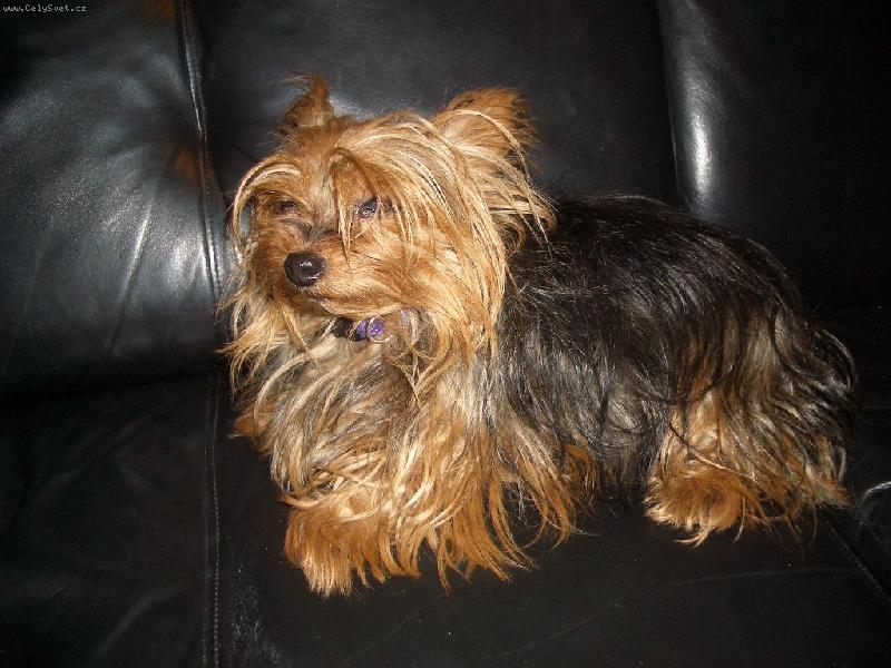 Foto: Krist�nka-Toto je m�j 14-ti let� pejsek