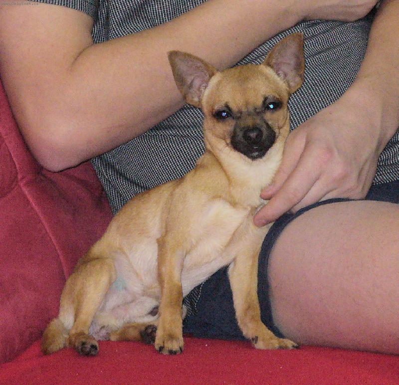 Foto: Fenri (Reino-chi ze S�dlberku)-Hlazen� to j�, �ivav�k, MOC R�D !