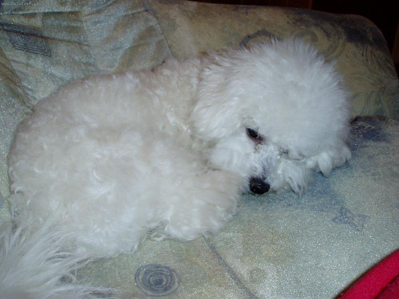 Foto: Falco-odpo��v�m...