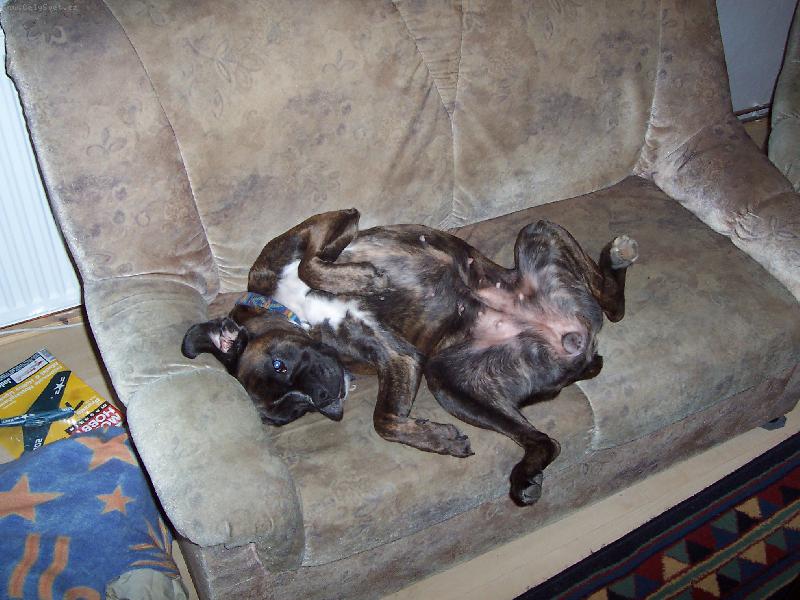 Foto: fakt nezn�m v�t�� ps� mazl��ky ne� boxery