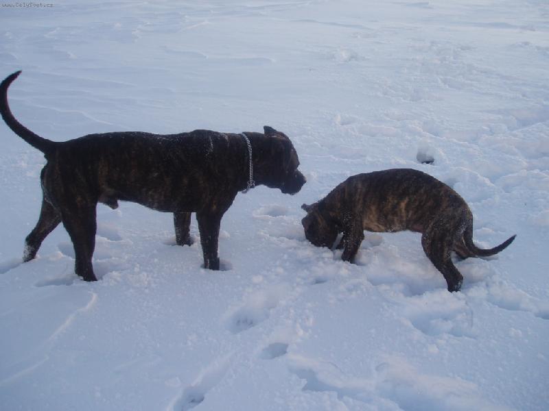 Foto: Sam a Drago-Sam (dogo canario) a Drago (dogo mallorquin - 4. m�s�ce)