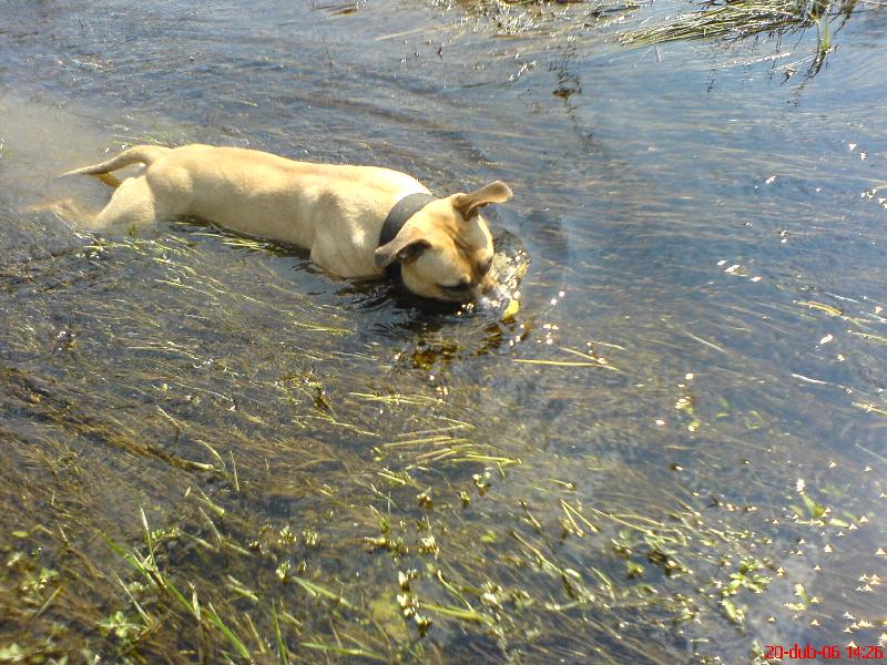 Foto: PitBull \"MAILO\"