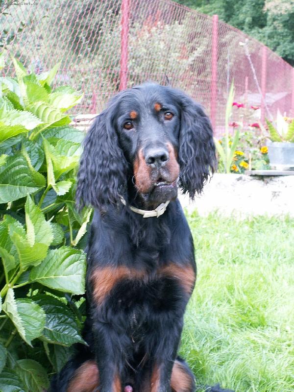 Foto: Nejlepsi kamarad-Na zahradce