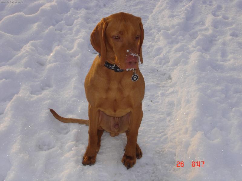 Foto: prvn� zima-Percy Akcezal 7.m�s�c�