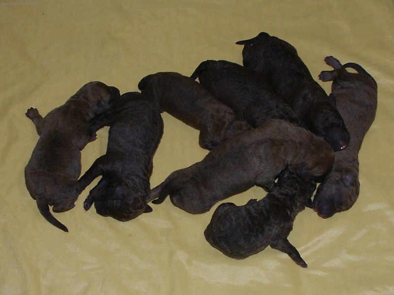 Foto: CBR po narozen�...)))-tak to u n�s vypad� p�r minut po porodu..)))