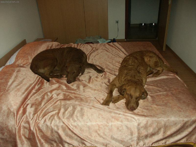 Foto: na�e dv� chessie  Ich. a Mluti Ch. Amie  a Amanda \"v posteli\"-..bez koment��e....