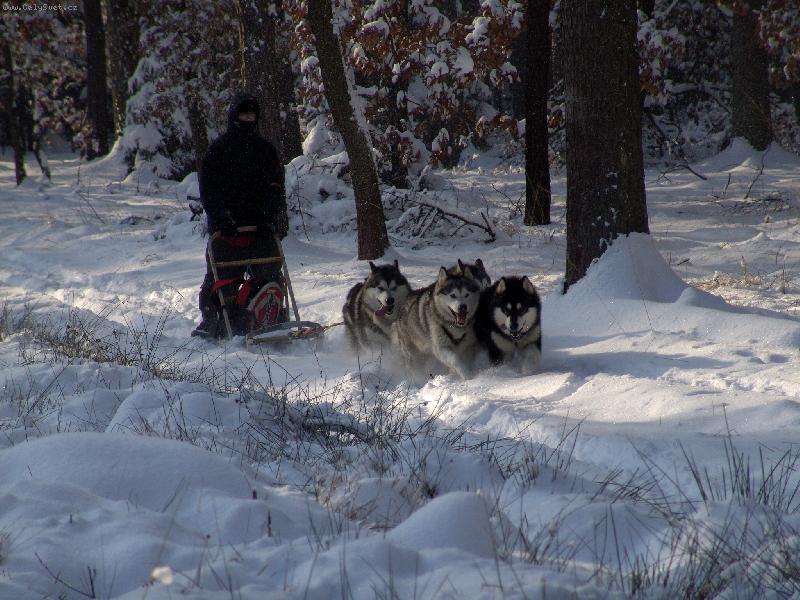 Foto: Vzpom�nka na leto�n� podivnou zimu-Mush go Navarama !!!