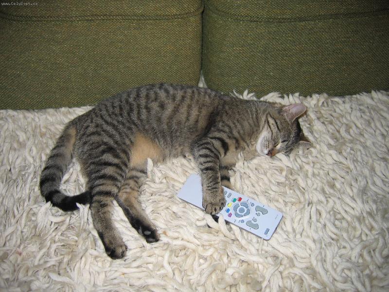 Foto: KO�I�KA ���A-TELEVIZN� KO�KA