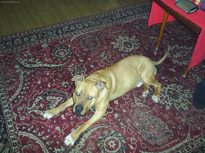 Foto: Rocky-fufinek n� mal�...