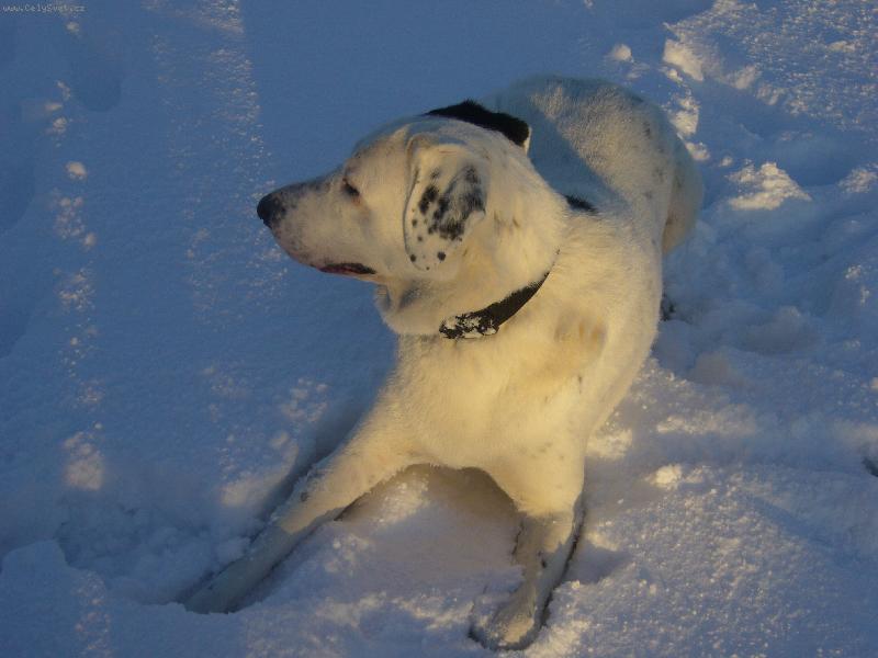 Foto: Pedro a sn�h-N� SAO ve sn�hu