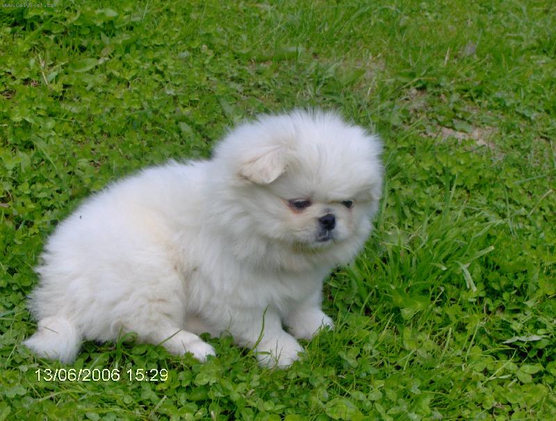 Foto: L�ska, ktor� ma opustila nav�dy-Mil��ik s ktor�ho som sa te�il tak m�lo, preto�e jeho p�vodny majite� mi ho predal chor�ho a je mi za�ou st�le smutno. Ka�d� ps�k mi pom�ha pri mojom telesnom postihu a �ivot je pre m�a kraj��.