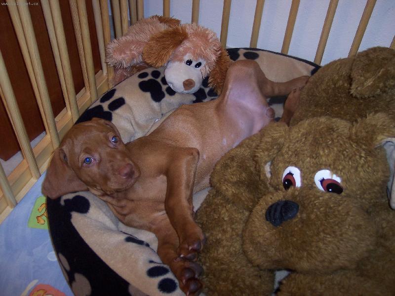 Foto: kter� z nich nen� ply�ov� ???-Johanka - Edit Meryben