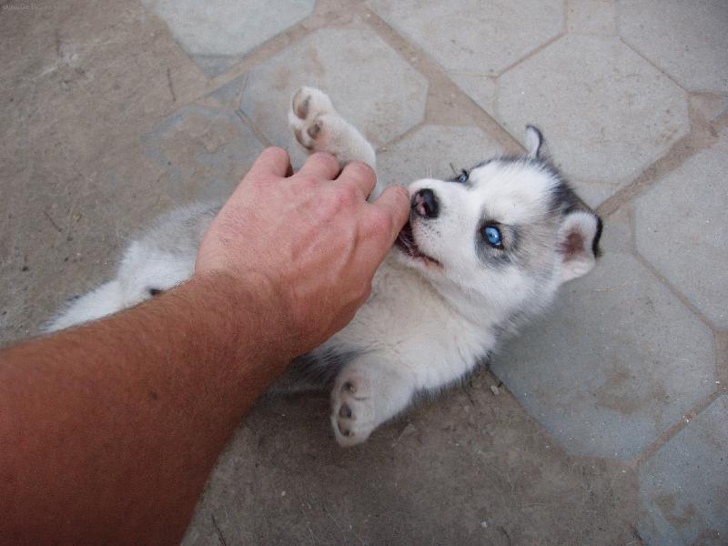 Foto: Daisynka-Sibi�sk� husky