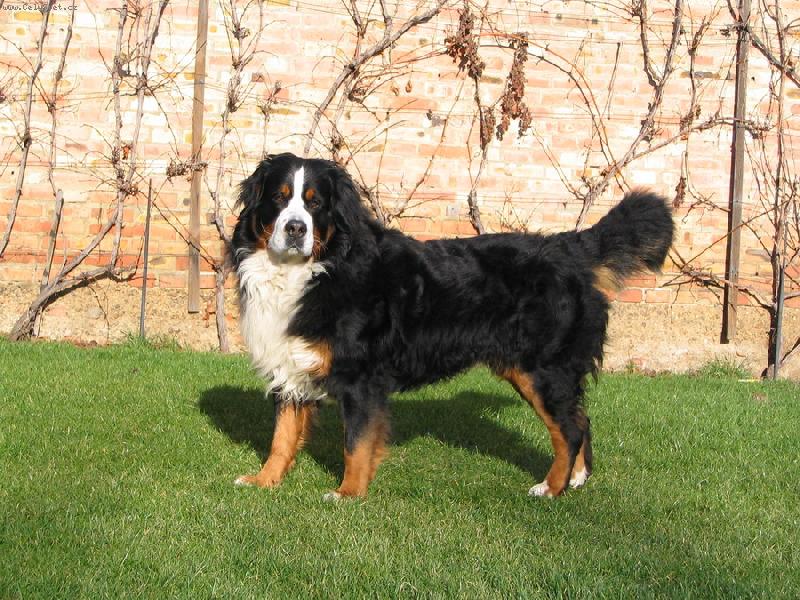 Foto: Azor from Billabongfarm-Az�k doma....